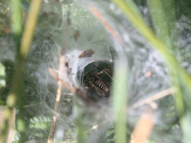 Agelena labyrinthica &copy; LETHEVE Xavier