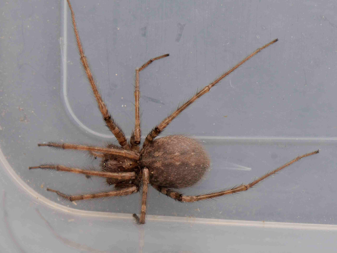 Tegenaria parietina &copy; MATHOT William