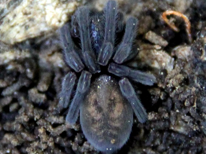 Amaurobius ferox &copy; COLINDRE Laurent