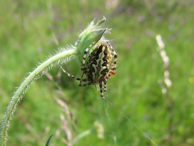 Aculepeira ceropegia &copy; LETHEVE Xavier