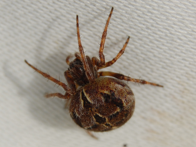 Agalenatea redii &copy; VANSTEENE Nicolas