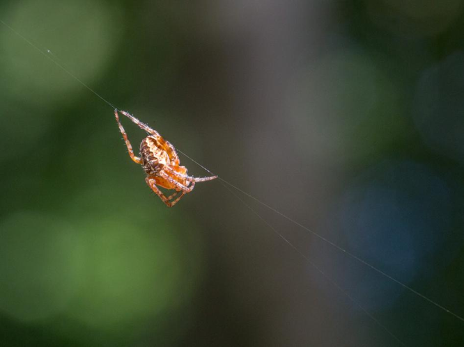 Araneus diadematus &copy; TONDELLIER Bruno