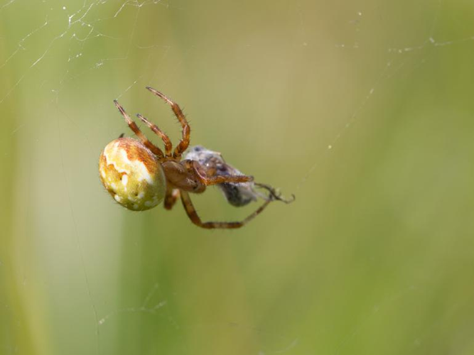 Araneus quadratus &copy; TONDELLIER Bruno