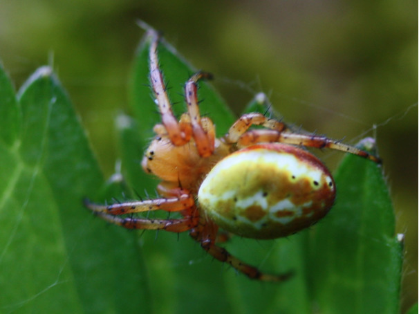 Araniella displicata &copy; LEGRIS Sébastien