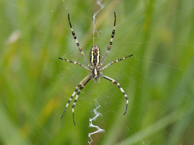 Argiope bruennichi &copy; HERCENT Jean-Luc