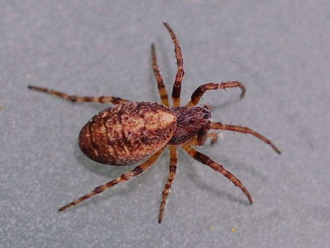 Cercidia prominens &copy; VANSTEENE Nicolas