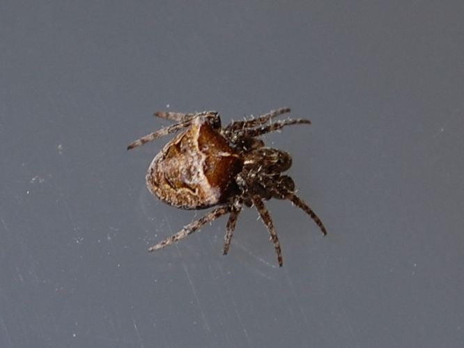 Gibbaranea bituberculata © VANSTEENE Nicolas