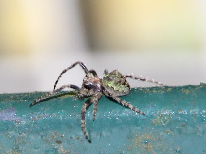 Gibbaranea gibbosa &copy; COLINDRE Laurent