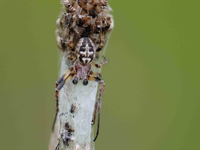 Larinioides cornutus &copy; MATHOT William