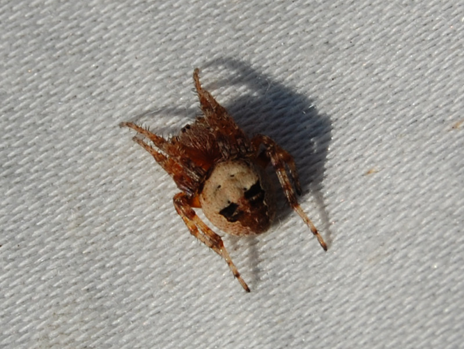 Larinioides patagiatus &copy; VANSTEENE Nicolas