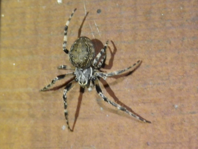 Larinioides sclopetarius &copy; HALLART Guénael