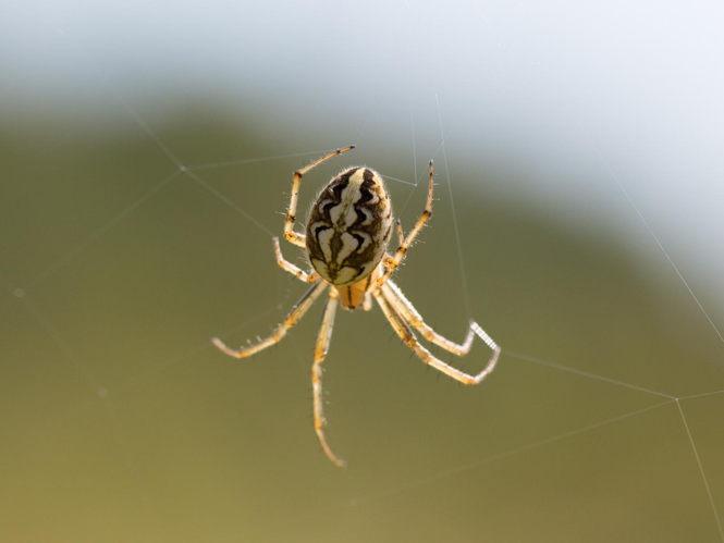 Neoscona adianta &copy; TONDELLIER Bruno