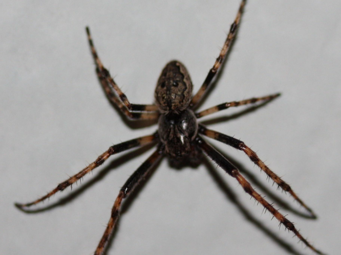 Nuctenea umbratica &copy; LETHEVE Xavier