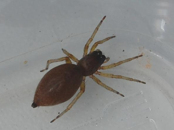 Clubiona brevipes &copy; VANSTEENE Nicolas