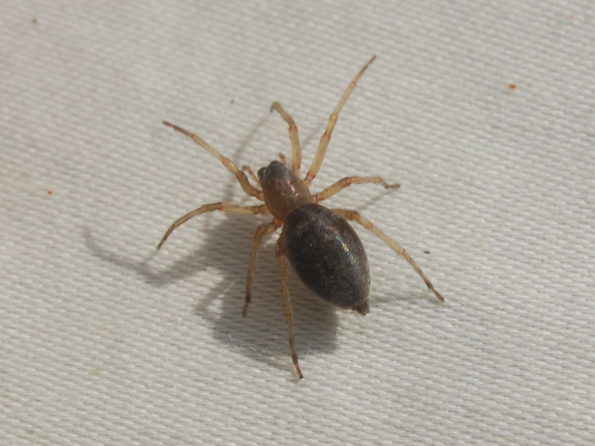 Clubiona pallidula &copy; VANSTEENE Nicolas