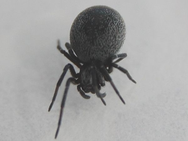 Dictyna latens &copy; VANSTEENE Nicolas