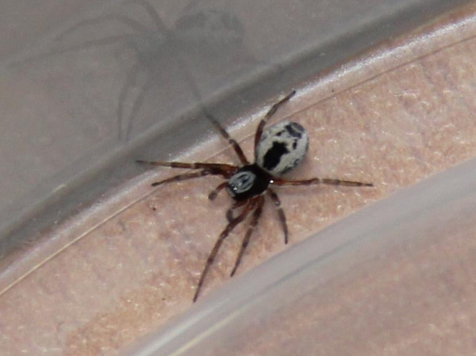 Dictyna arundinacea © COLINDRE Laurent