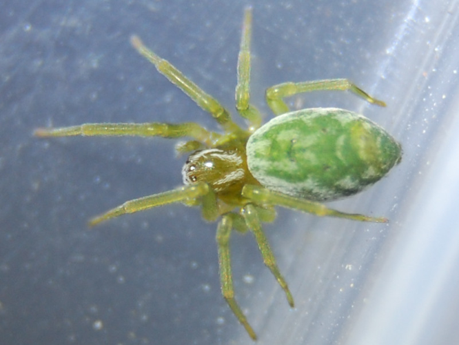 Nigma walckenaeri &copy; VANSTEENE Nicolas