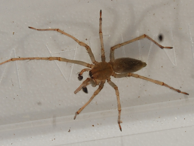 Cheiracanthium mildei © VANSTEENE Nicolas