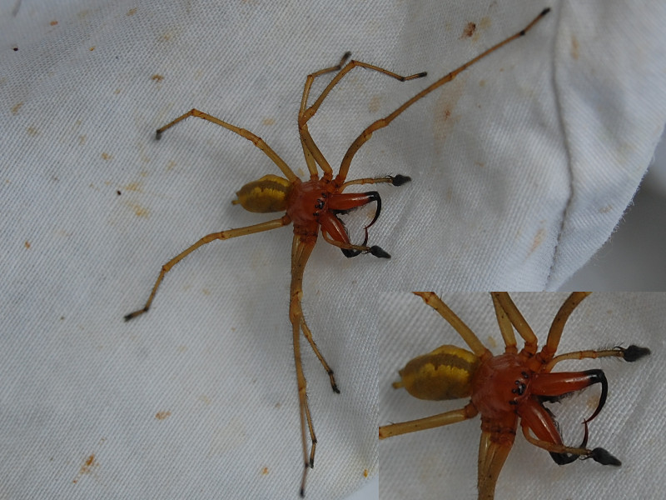 Cheiracanthium punctorium &copy; VANSTEENE Nicolas