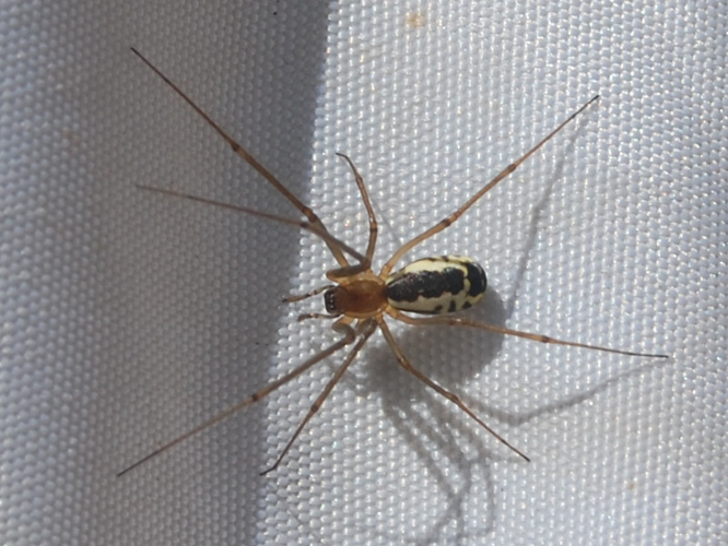 Frontinellina frutetorum &copy; VANSTEENE Nicolas