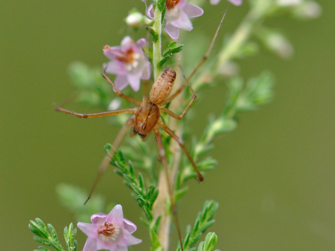 Linyphia triangularis &copy; HERCENT Jean-Luc
