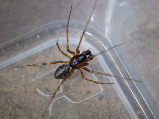 Neriene clathrata &copy; VANSTEENE Nicolas