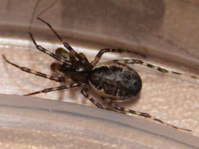 Neriene montana &copy; COLINDRE Laurent