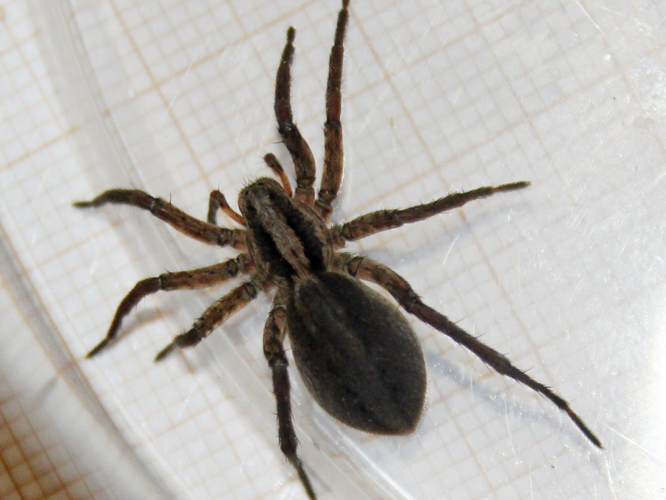 Alopecosa trabalis © COLINDRE Laurent