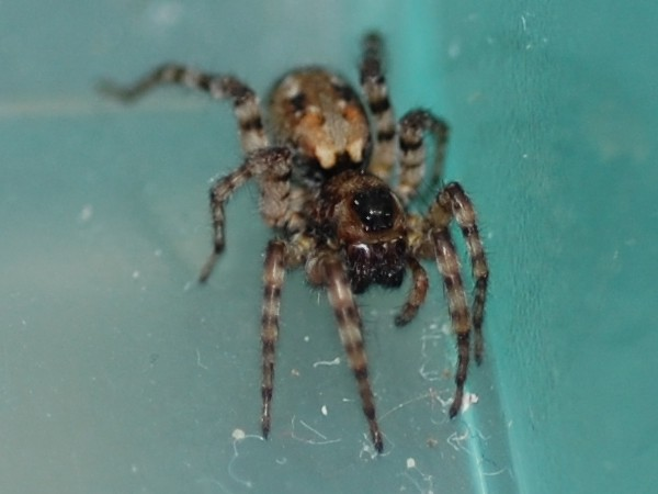 Arctosa perita &copy; VANSTEENE Nicolas