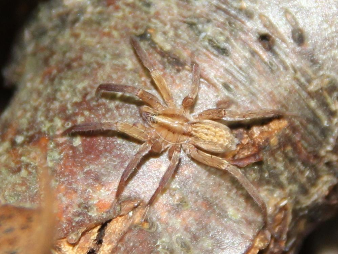 Zora spinimana © COLINDRE Laurent