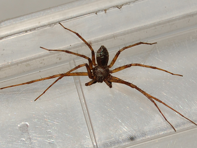 Philodromus cespitum &copy; VANSTEENE Nicolas