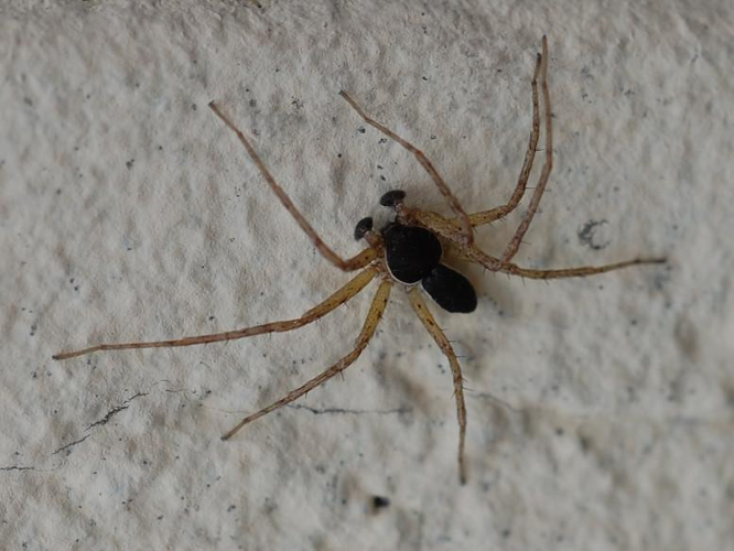 Philodromus dispar &copy; VANSTEENE Nicolas