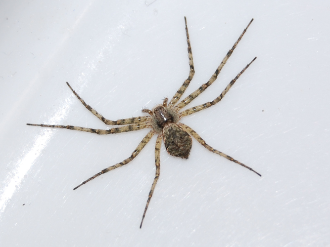 Philodromus margaritatus &copy; VANSTEENE Nicolas