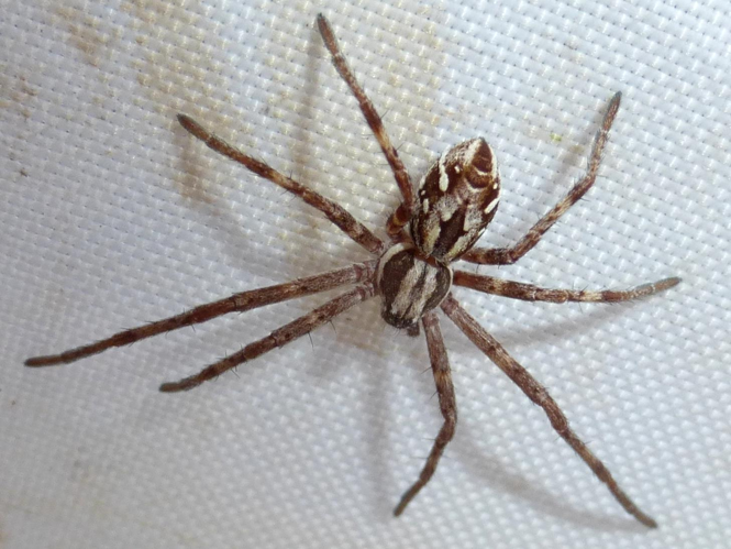 Philodromus histrio © LETHEVE Xavier