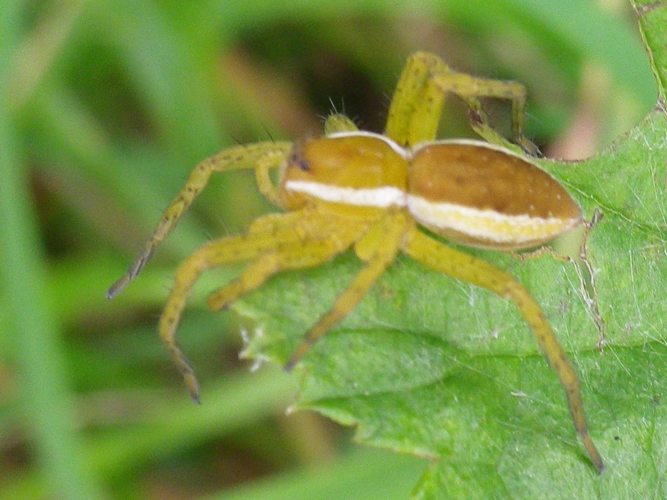 Dolomedes fimbriatus © HALLART Guénael