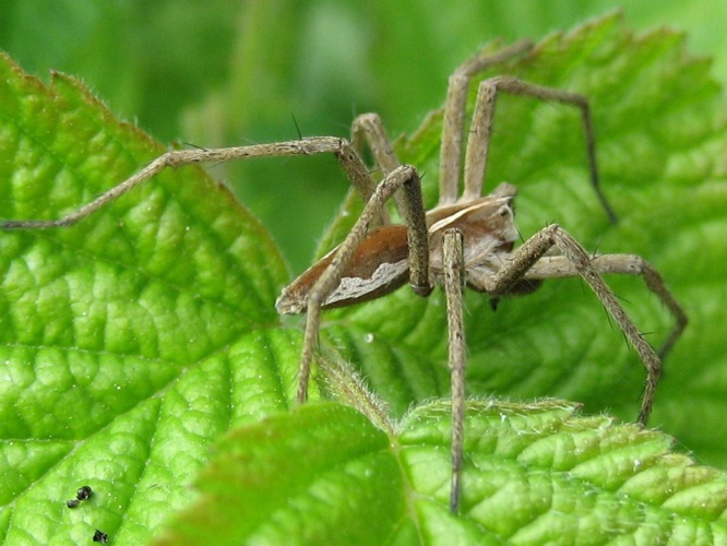 Pisaura mirabilis &copy; LETHEVE Xavier