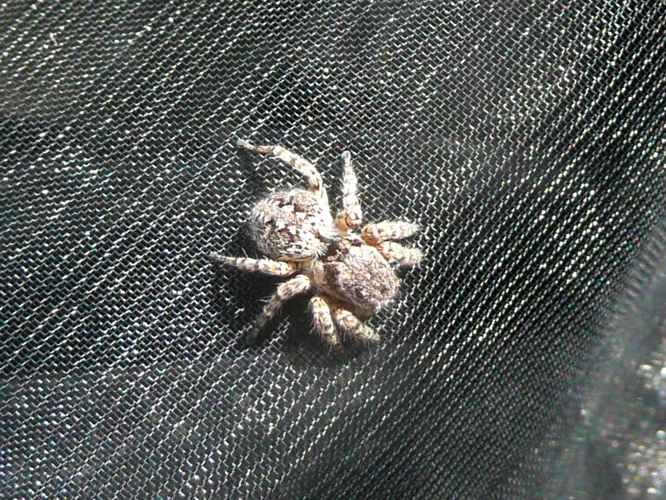 Aelurillus v-insignitus © MAILLIER Sébastien