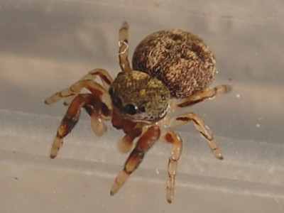 Ballus chalybeius &copy; VANSTEENE Nicolas