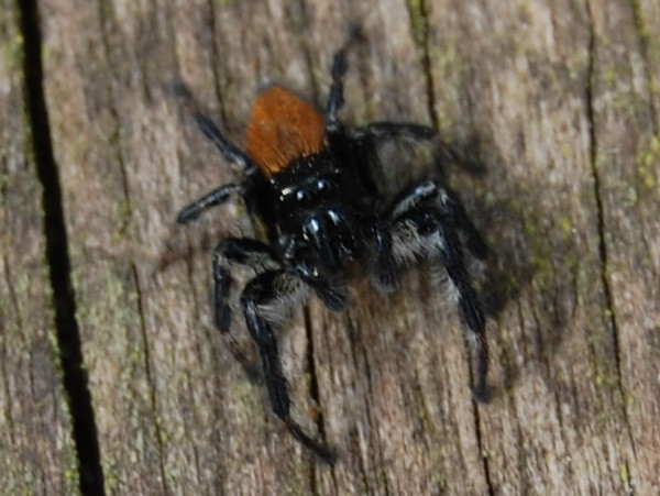 Carrhotus xanthogramma &copy; VANSTEENE Nicolas