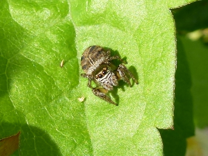 Evarcha arcuata &copy; MAILLIER Sébastien