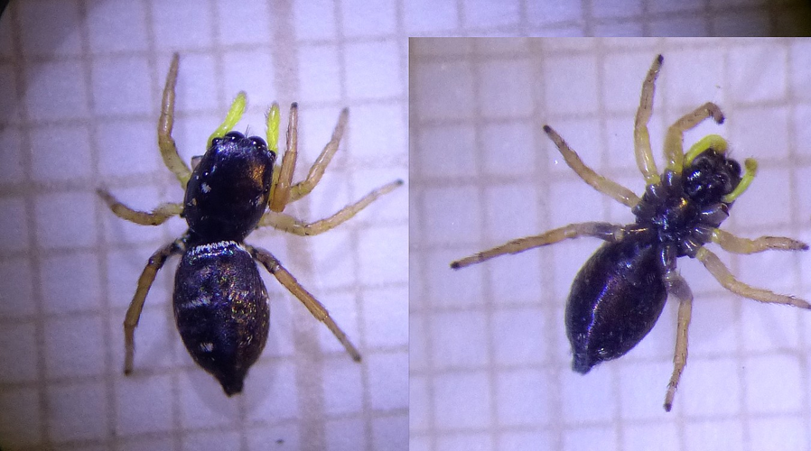 Heliophanus auratus &copy; DEROZIER Carole