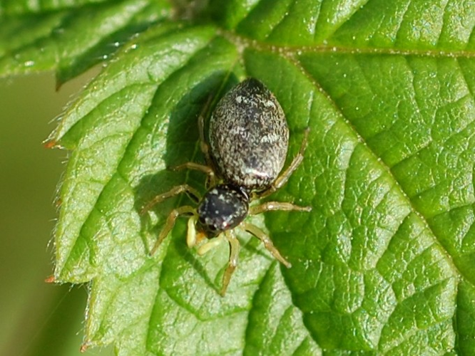 Heliophanus cupreus &copy; VANSTEENE Nicolas