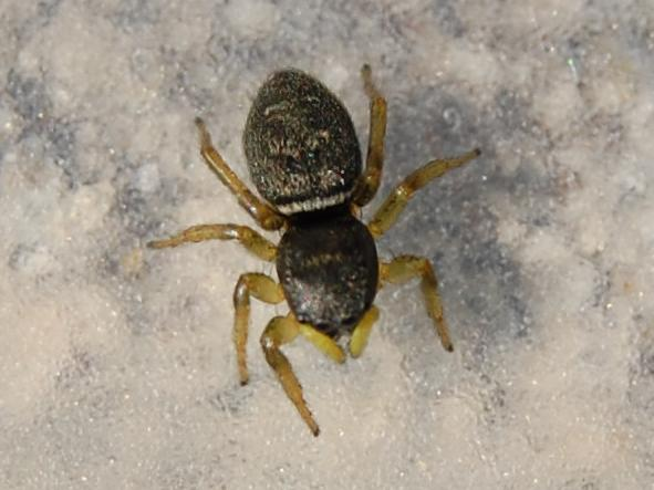 Heliophanus flavipes &copy; VANSTEENE Nicolas