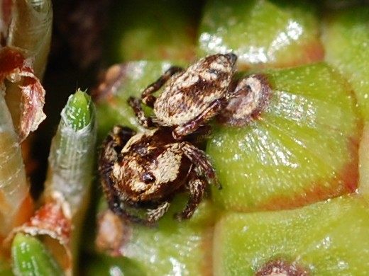 Macaroeris nidicolens &copy; VANSTEENE Nicolas