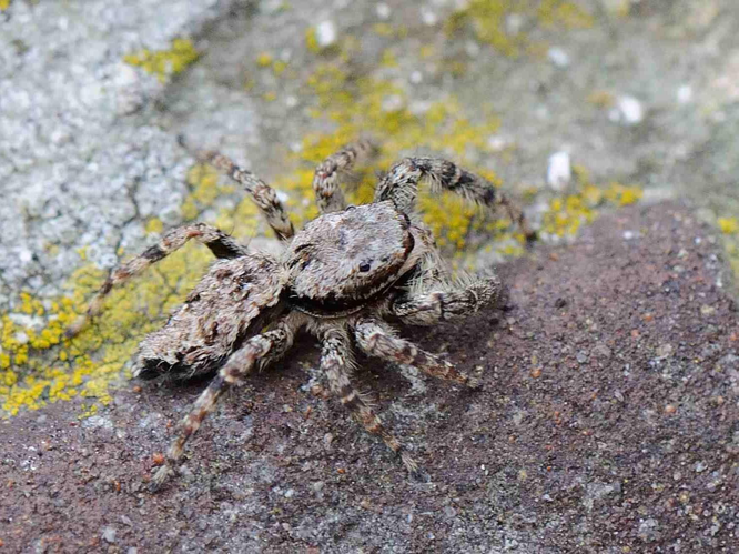 Marpissa muscosa &copy; MATHOT William