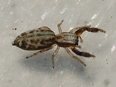 Marpissa nivoyi &copy; VANSTEENE Nicolas