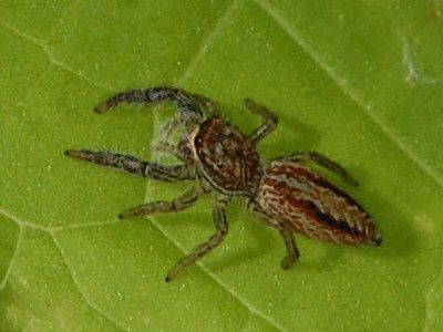 Marpissa radiata &copy; VANSTEENE Nicolas