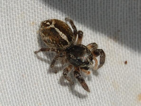 Pellenes tripunctatus &copy; VANSTEENE Nicolas