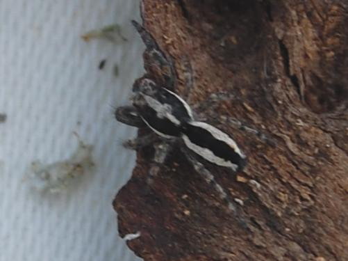 Pseudicius encarpatus &copy; VANSTEENE Nicolas